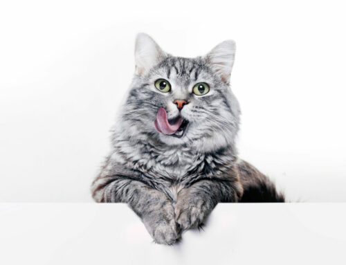 What Is FIP in Cats and can I protect my cat from FIP?