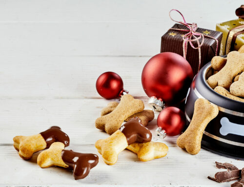 Pancreatitis – what no pet wants for Christmas – or at all