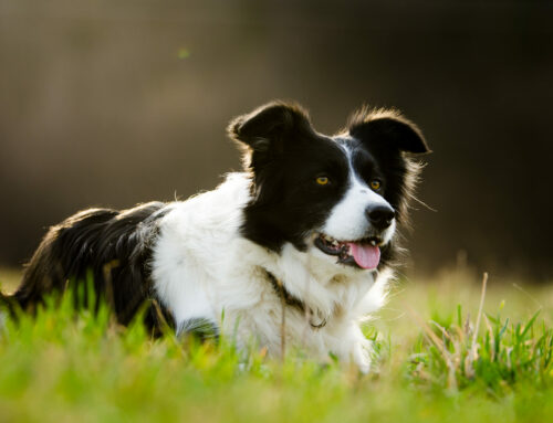 Do dogs get kidney problems?