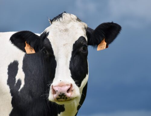 Bluetongue Disease in Cattle and Sheep – Ireland (2026)